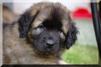 leonberger 011.jpg